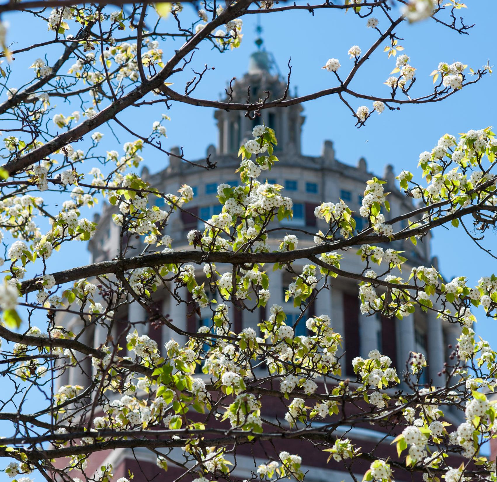 Rush Rhees Library through flowering trees at University of Rochester River Campus